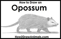 how to draw an opossum