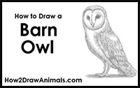 how to draw a barn owl