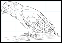 how to draw an African grey parrot