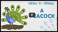how to draw a peacock