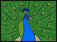 how to draw an exotic peacock