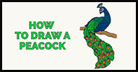 how to draw a peacock