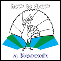 how to draw a peacock for kids