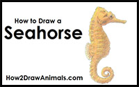 how to draw a seahorse