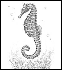 how to draw a seahorse with black and grey ink liners