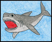 Draw a Shark