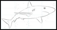 How to Draw a Caribbean Reef Shark