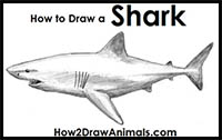 How to Draw a Great White Shark