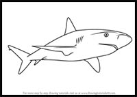 How to Draw a Caribbean Reef Shark