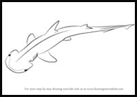 How to Draw a Bonnethead Shark