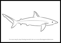 How to Draw a Galapagos Shark