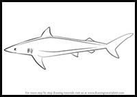 How to Draw a Spinner Shark
