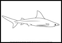 How to Draw a Sandbar Shark