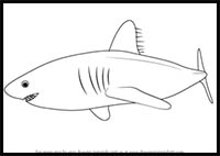 How to Draw a Salmon Shark