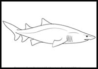 How to Draw a Sand Tiger Shark