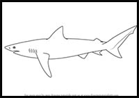 How to Draw a Copper Shark
