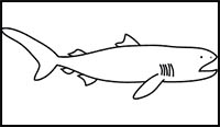 How to Draw a Megamouth Shark