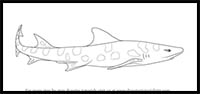 How to Draw a Leopard Shark