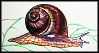 how to draw snails