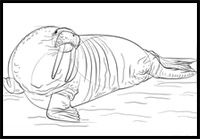 how to draw a walrus