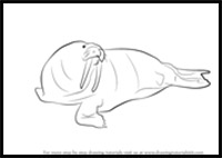 how to draw a walrus