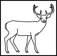 how to draw a buck deer
