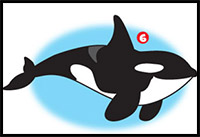 how to draw a killer whale