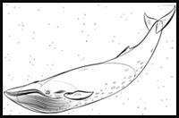 how to draw a blue whale