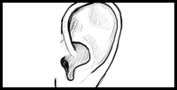 How to Draw Human Ears in Profile Step by Step Drawing Tutorial