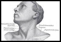 Anatomy Drawing: The Head and Neck