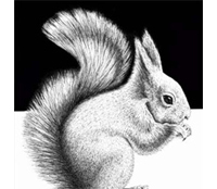 Making a Squirrel in Pen and Ink - Traditional-drawing Tutorial 