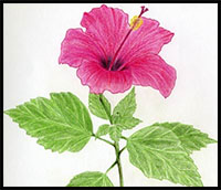 How to Draw Hibiscus Flowers