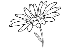 Drawing the Daisy : How to Draw Daisies with Easy Steps