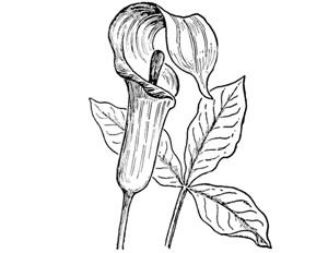 How to Draw Jack in the Pulpit Plant Flower Step by Step Drawing Lesson