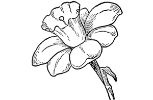 How to Draw Daffodils with Daffodil Drawing Lessons