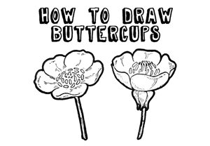 Drawing Buttercups Step by Step Lesson