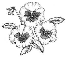 How
  to Draw a Pansy
