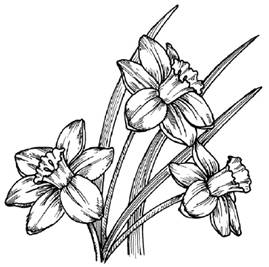 How
  to Draw a Daffodil
