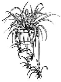 How
  to Draw a Spider Plant
