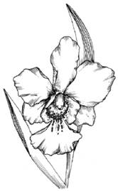 How
  to Draw an Orchid
