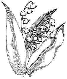 How
  to Draw Lilly of the Valley