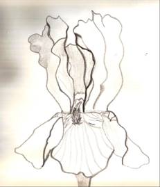 How
  to Draw Iris Flower