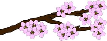 How to Draw Cherry Blossom