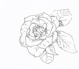 How
  to Draw Rose with Fiber Tip Pen