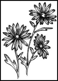 How to Draw a Daisy in 5 Steps
