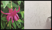 How to Draw a Fuchsia Flower Step by Step