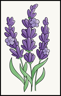 How to Draw Lavender