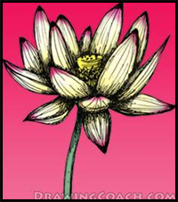 Step by Step Lotus Flower Drawing Lesson
