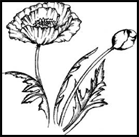 How to Draw a Poppy Flower in 5 Steps