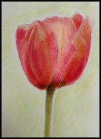 how to draw tulips step by step